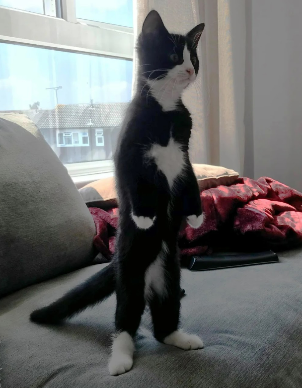 Image of the cat who inspired Frank. A black and white cat standing on its hind legs on the couch. 